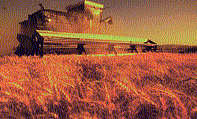 Agriculture 
			Image